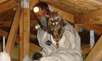 Raccoon Removal Services – Animal Control in NYC & New Jersey